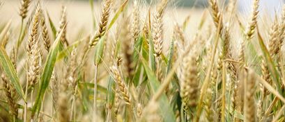 Russia Watched Closely for Adherence to Grain Export Pact